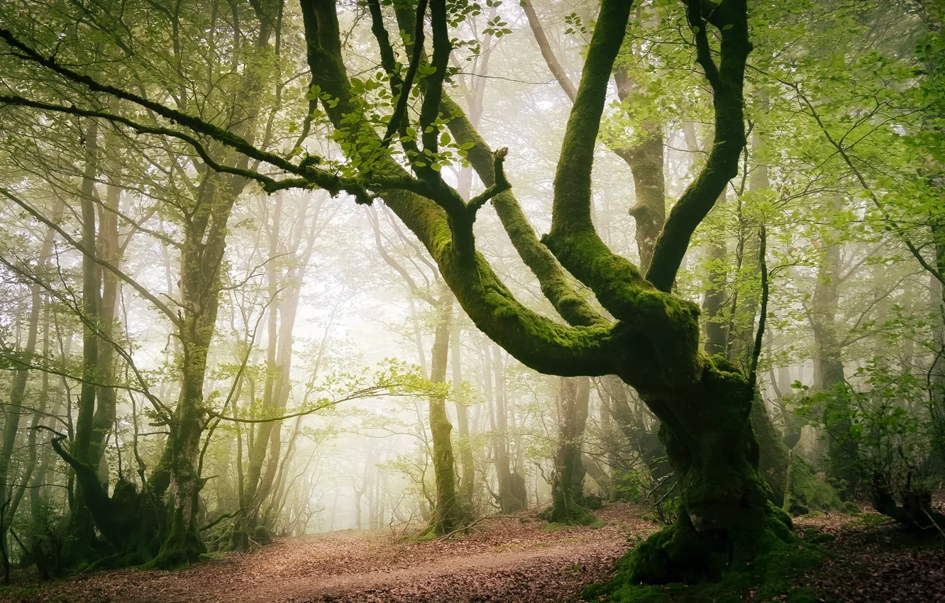 Photo wallpaper Park, fog, trees, path, foliage, greens, branches, forest