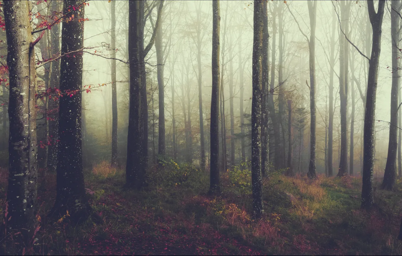 Photo wallpaper autumn, forest, grass, trees, branches, fog, trunks, foliage