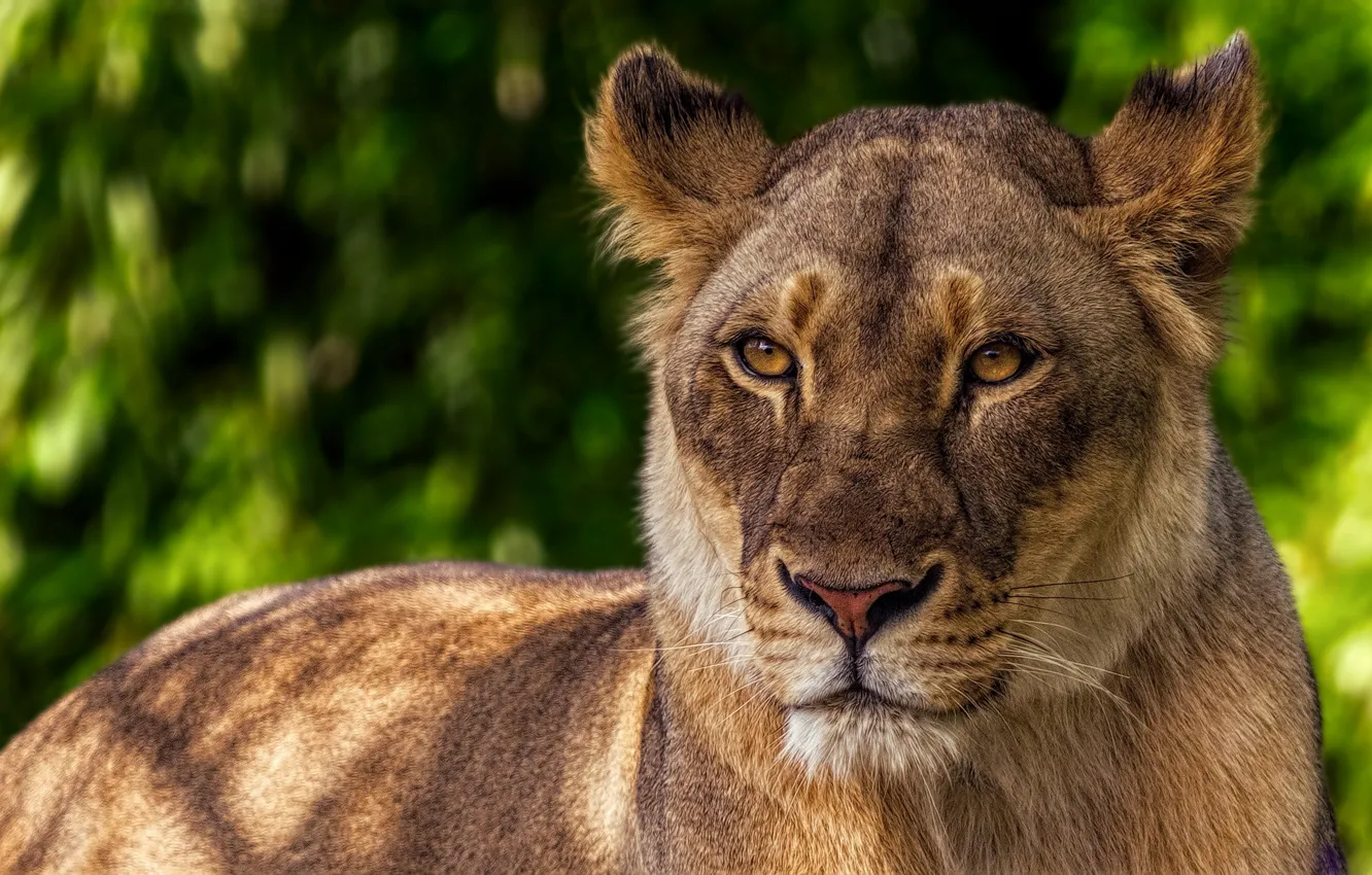 Photo wallpaper cat, look, face, green, background, portrait, Leo, beauty