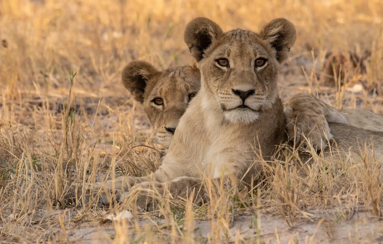 Photo wallpaper grass, Leo, Africa, wild cats, lioness, lion