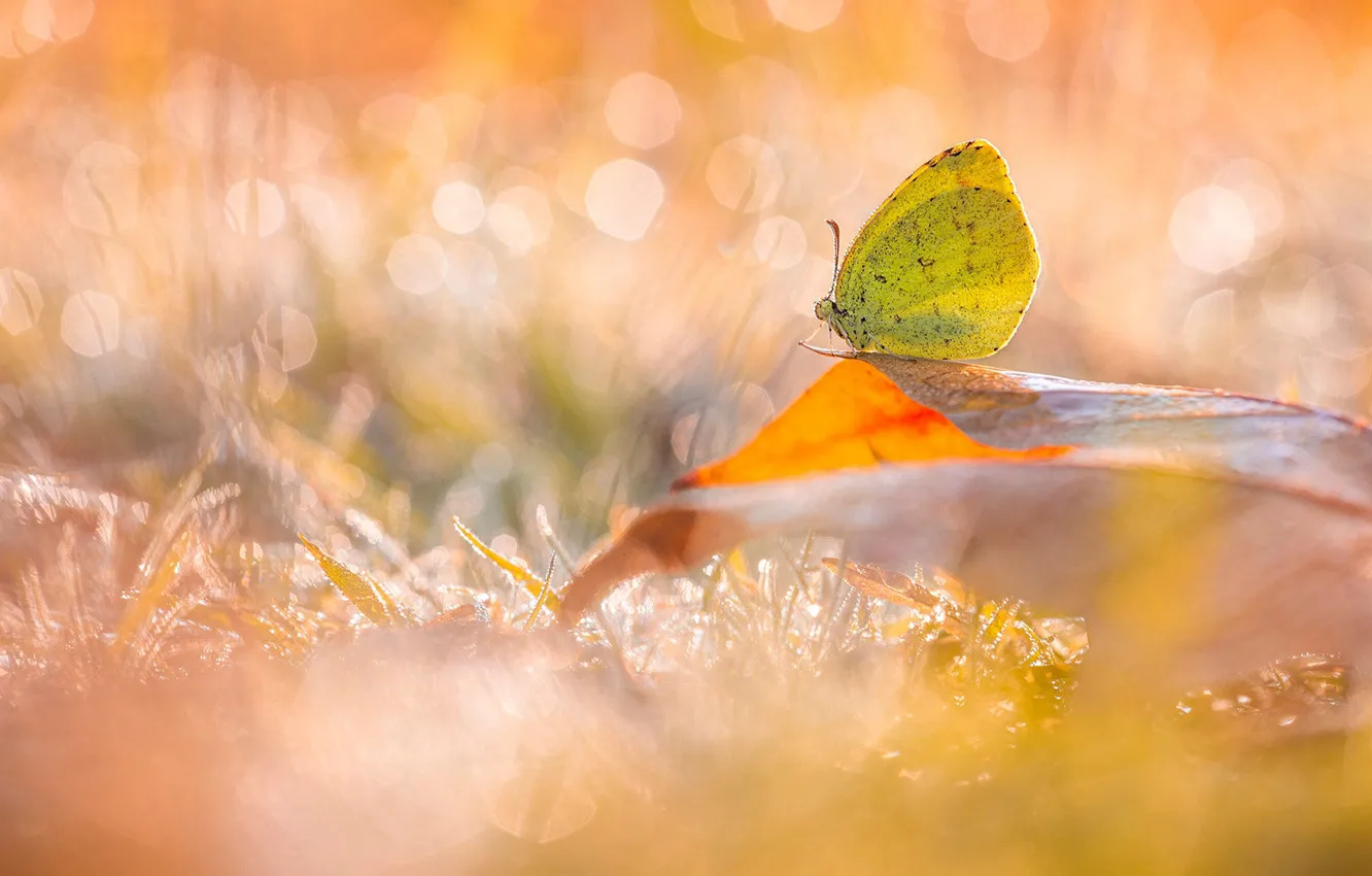 Photo wallpaper grass, macro, light, Rosa, butterfly, leaf, meadow, bokeh