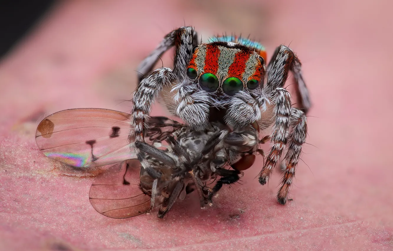Photo wallpaper look, macro, pose, fly, leaf, spider, insect, pink background