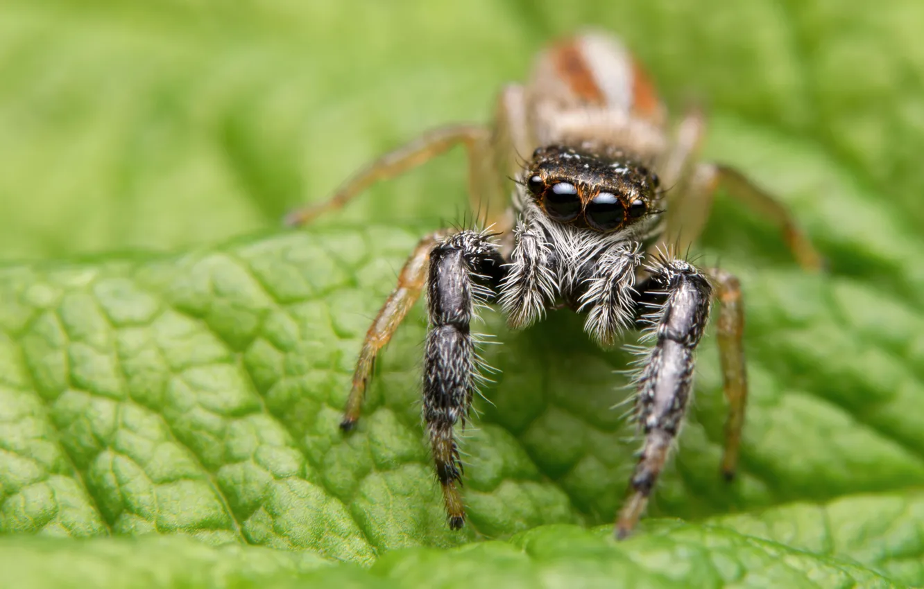 Photo wallpaper macro, green, background, leaf, spider, blur, jumper, the Hoppy