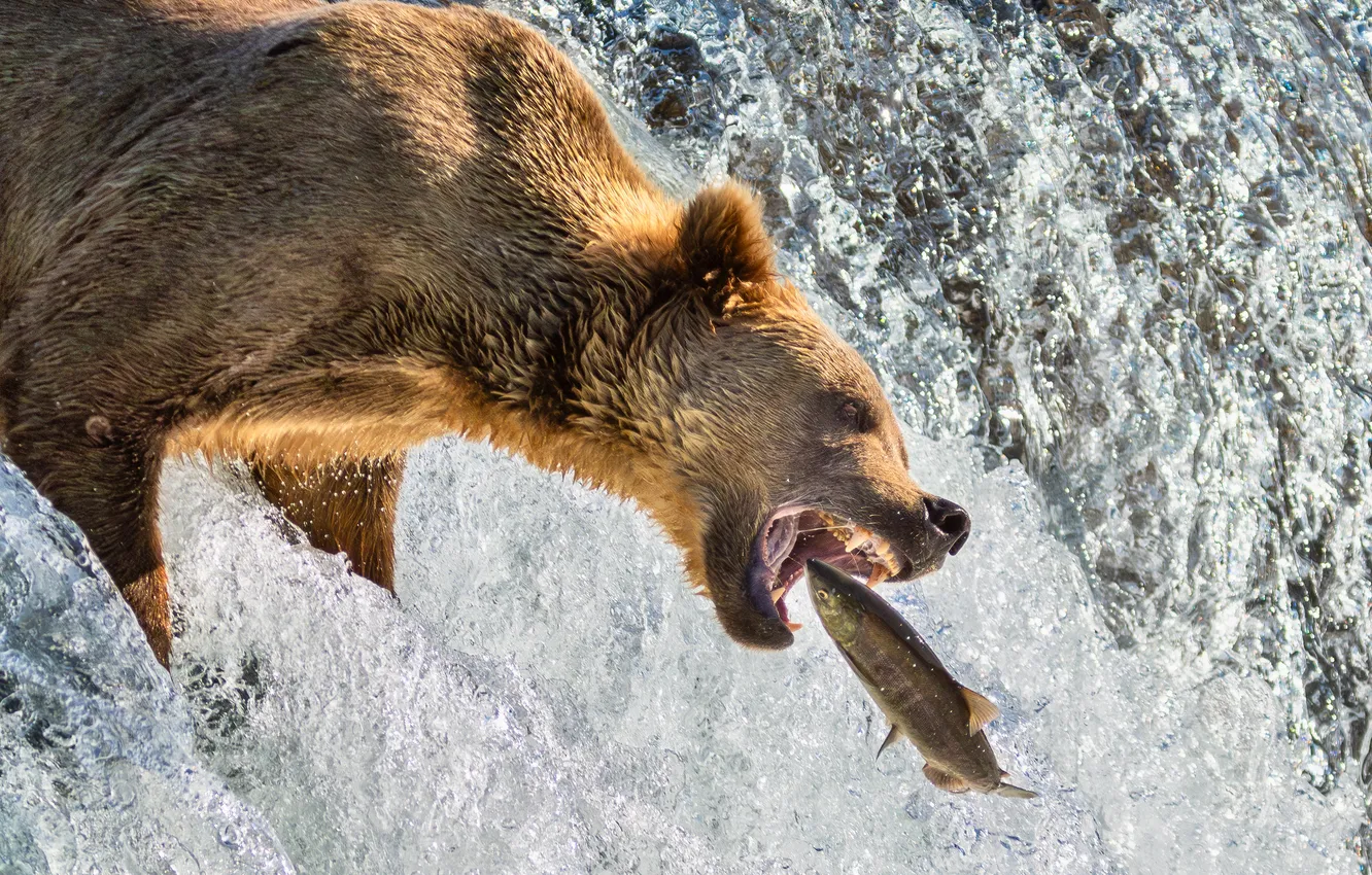 Photo wallpaper face, river, fishing, stream, fish, bear, mouth, brown