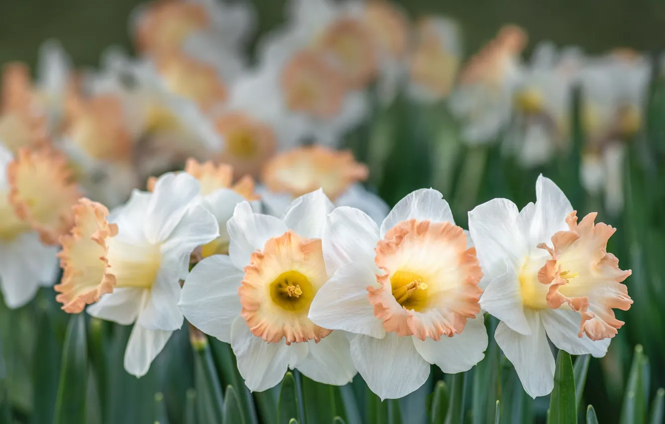 Photo wallpaper white, daffodils, bokeh