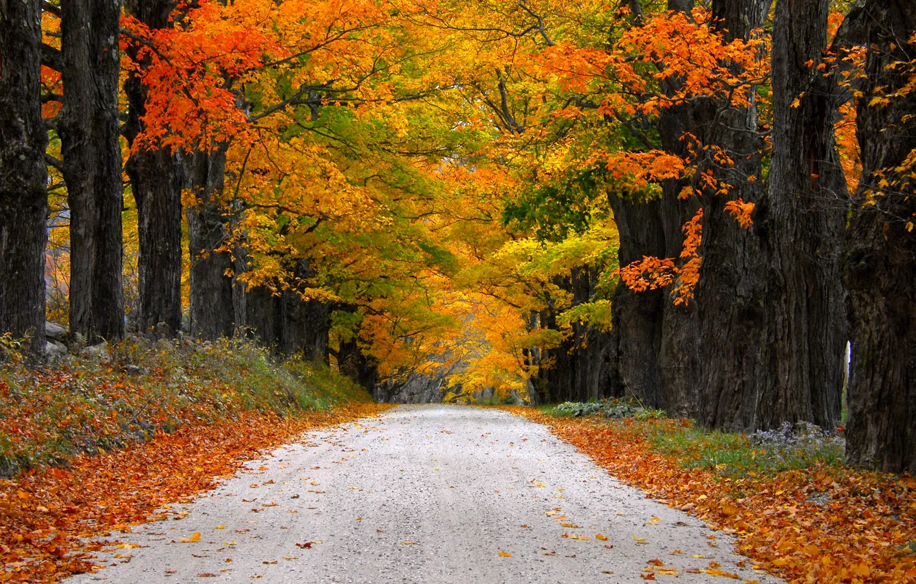 Photo wallpaper road, autumn, leaves, nature, mountain, colors, colorful, road