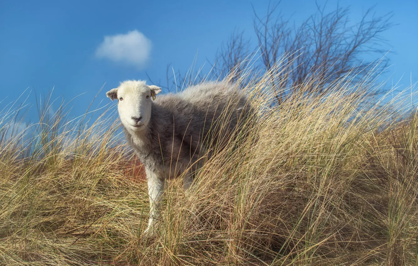 Photo wallpaper the sky, grass, blue, sheep, sheep, lamb