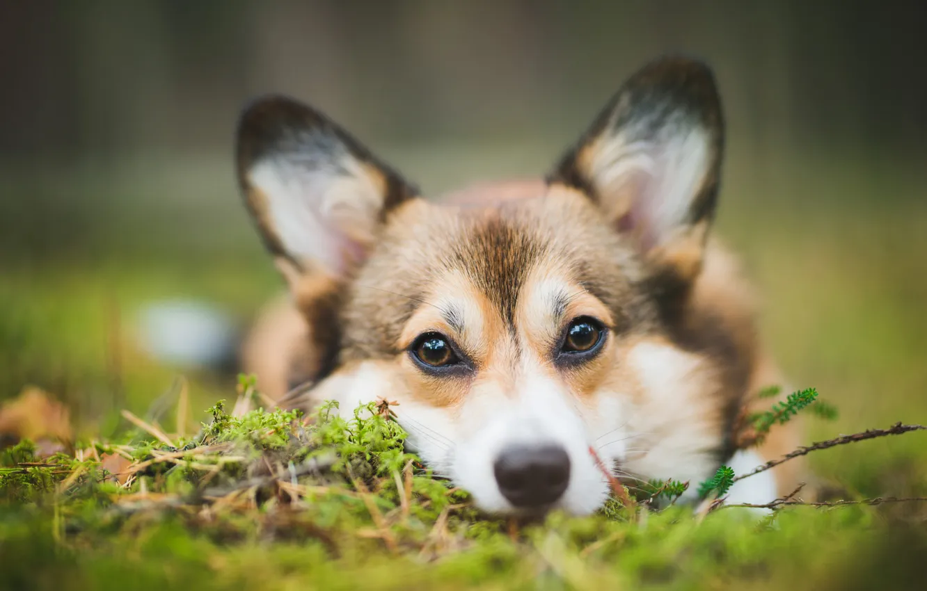 Photo wallpaper look, nature, pose, portrait, dog, face, Corgi