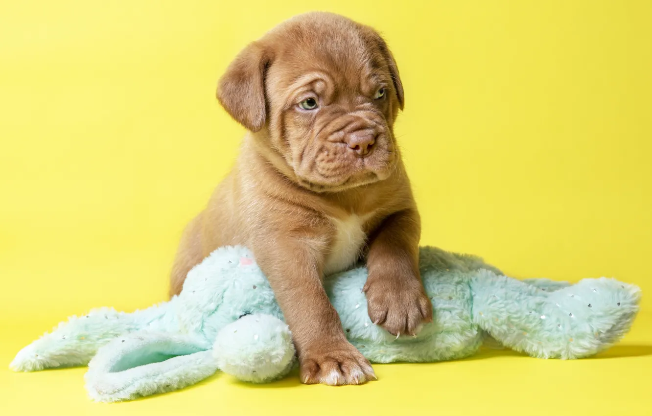 Photo wallpaper look, pose, background, toy, new year, hare, legs, dog