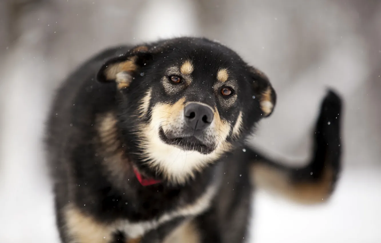 Photo wallpaper look, each, dog