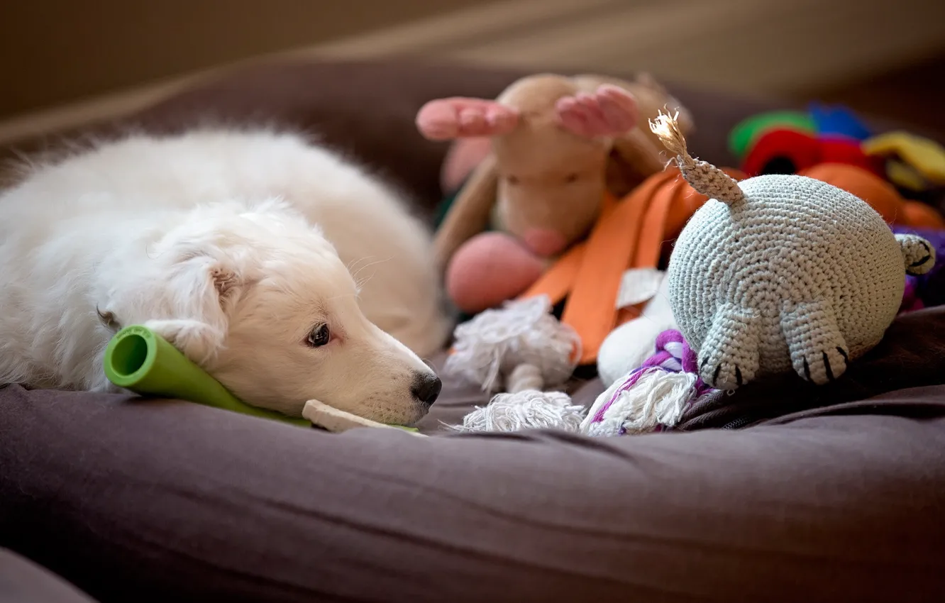 Photo wallpaper look, comfort, each, toy, home, dog