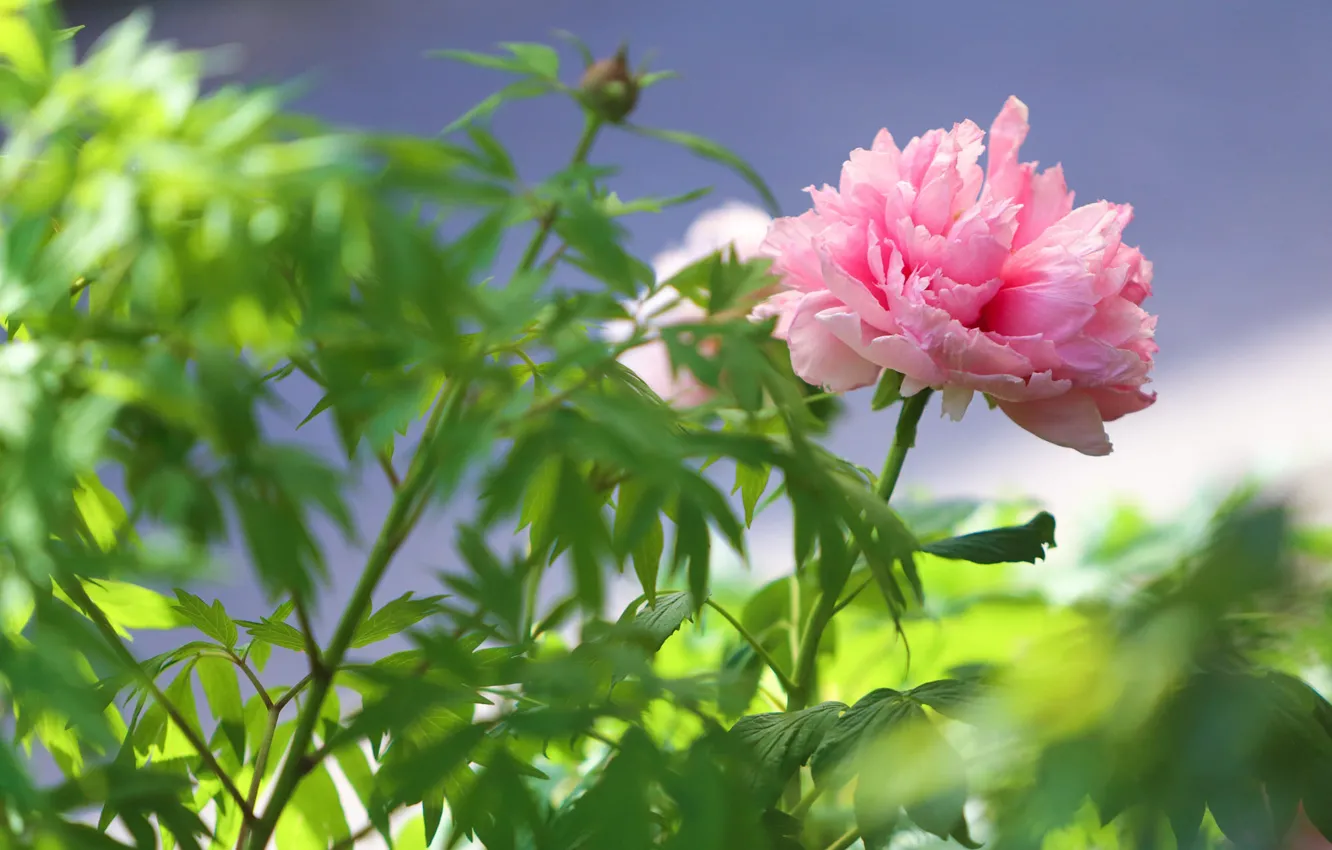 Photo wallpaper leaves, flowers, pink, bokeh, peonies