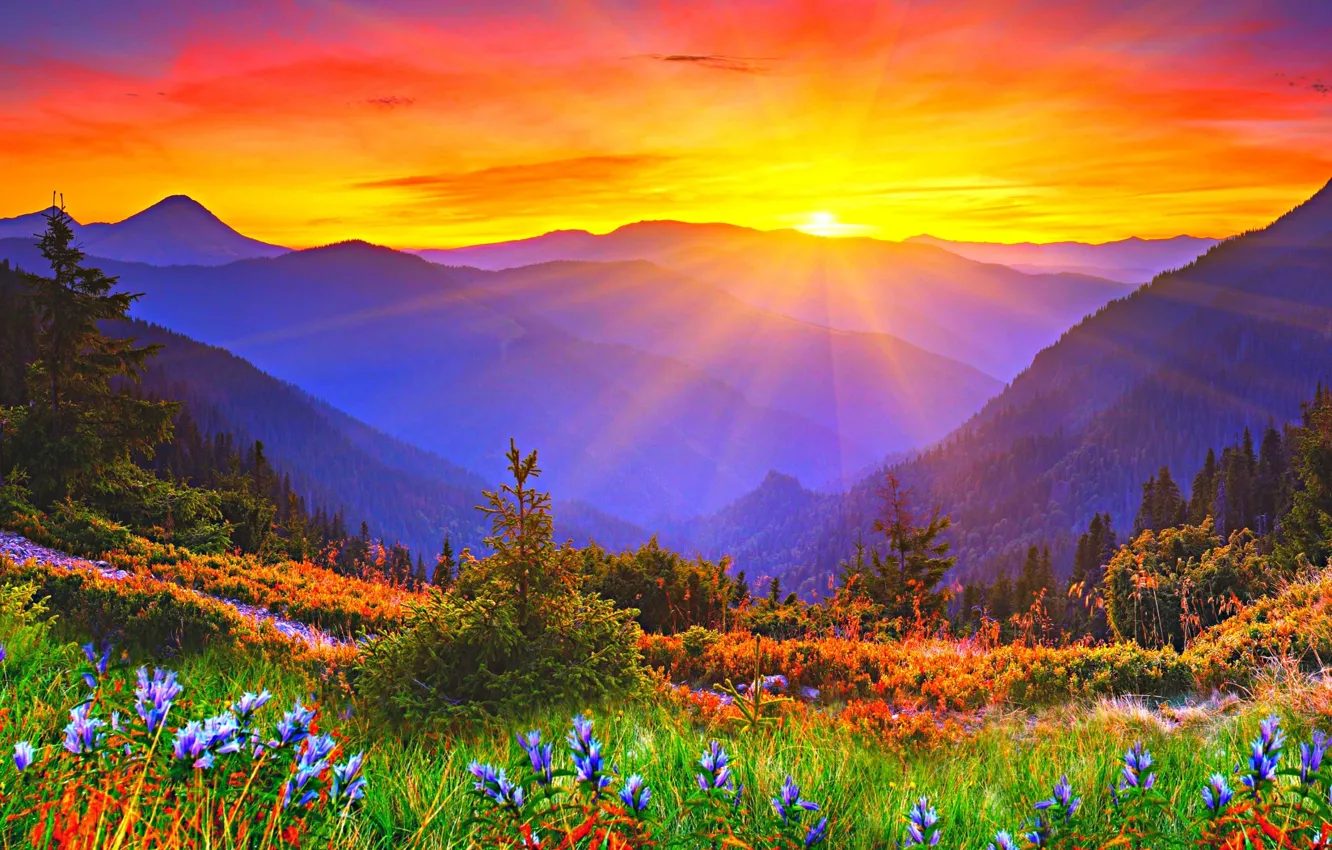 Photo wallpaper the sun, sunset, flowers, mountains, dawn