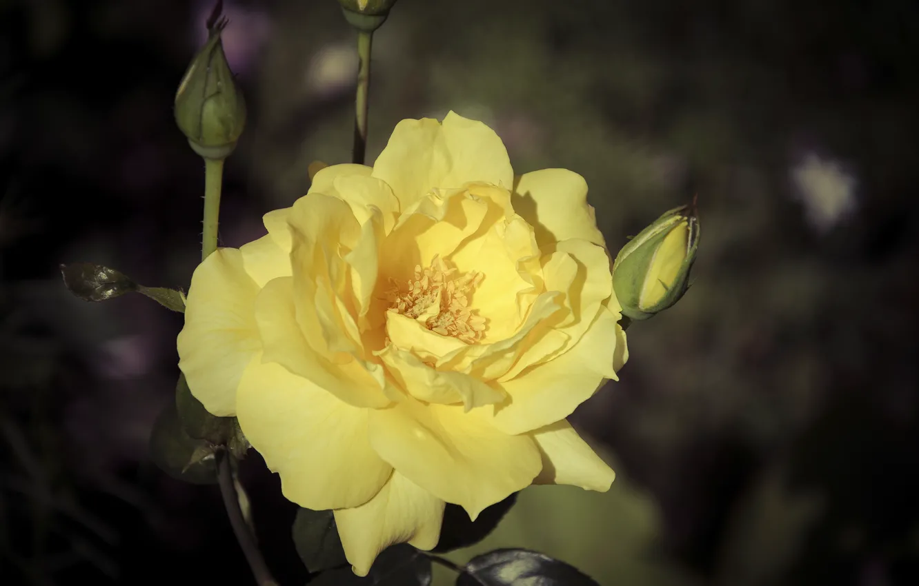 Photo wallpaper flower, the dark background, rose, yellow rose