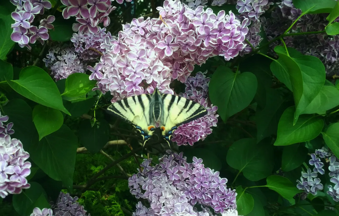 Photo wallpaper leaves, macro, butterfly, wings, beautiful, flowering, lilac, closeup