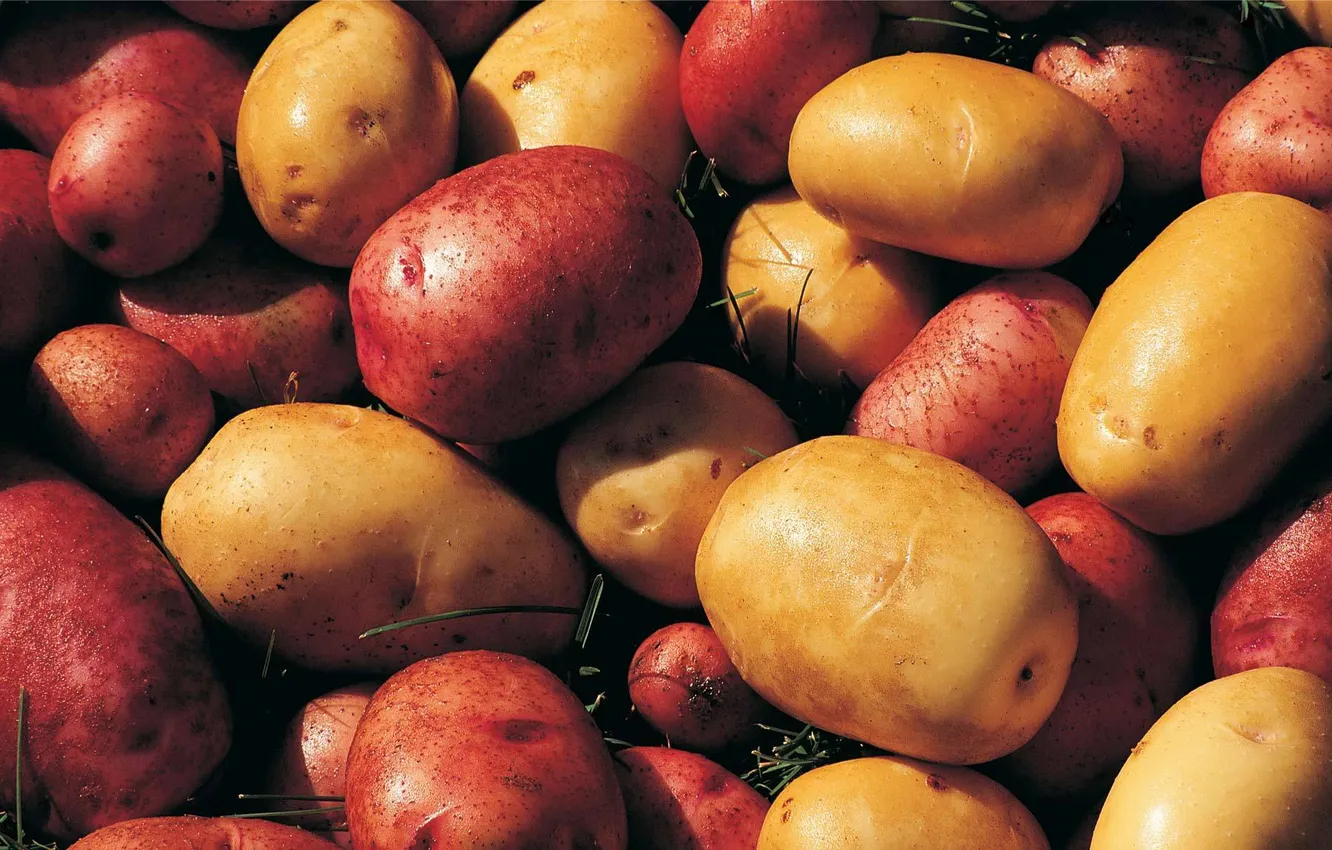 Photo wallpaper background, potatoes, Potatoes