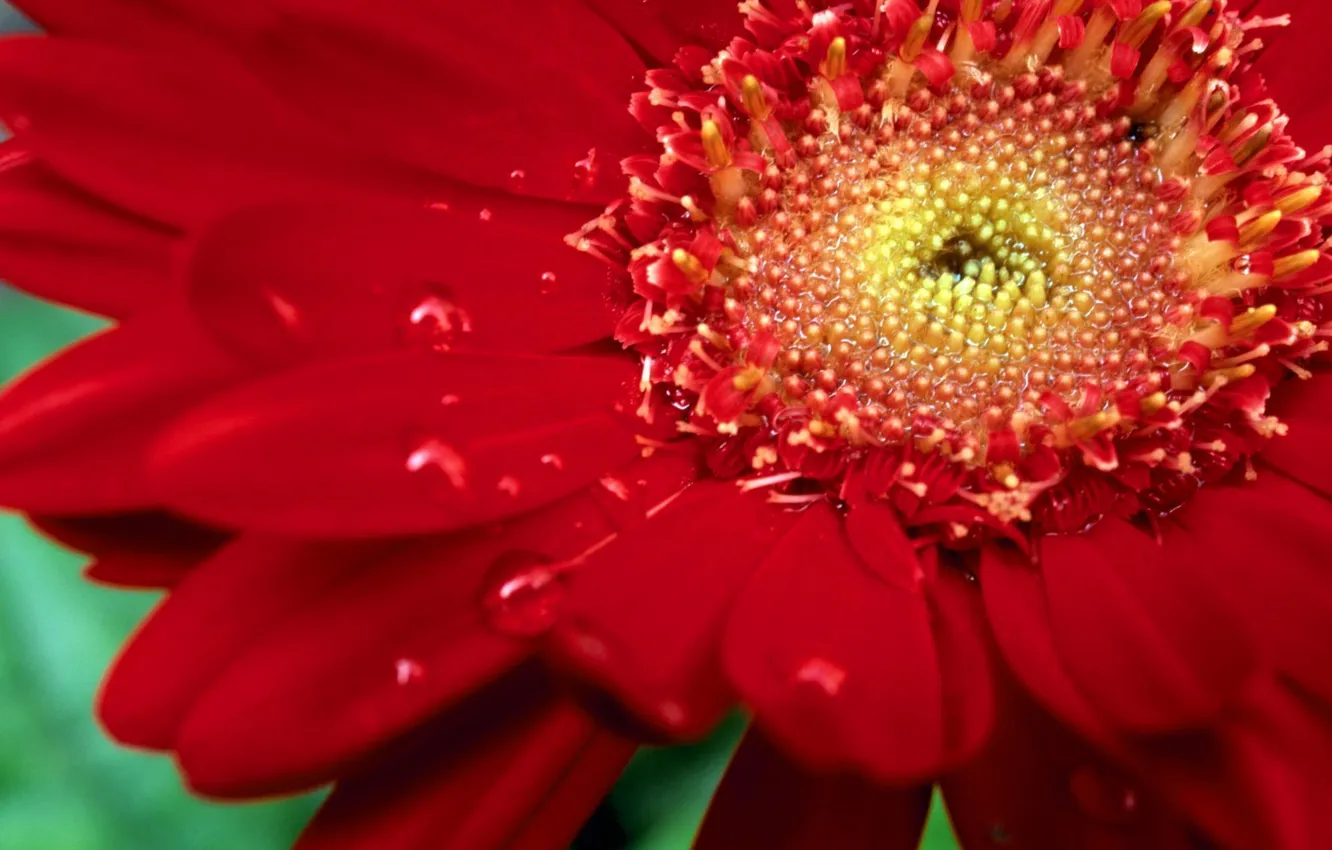 Photo wallpaper drops, macro, red, Rosa, chamomile, petals, gerbera