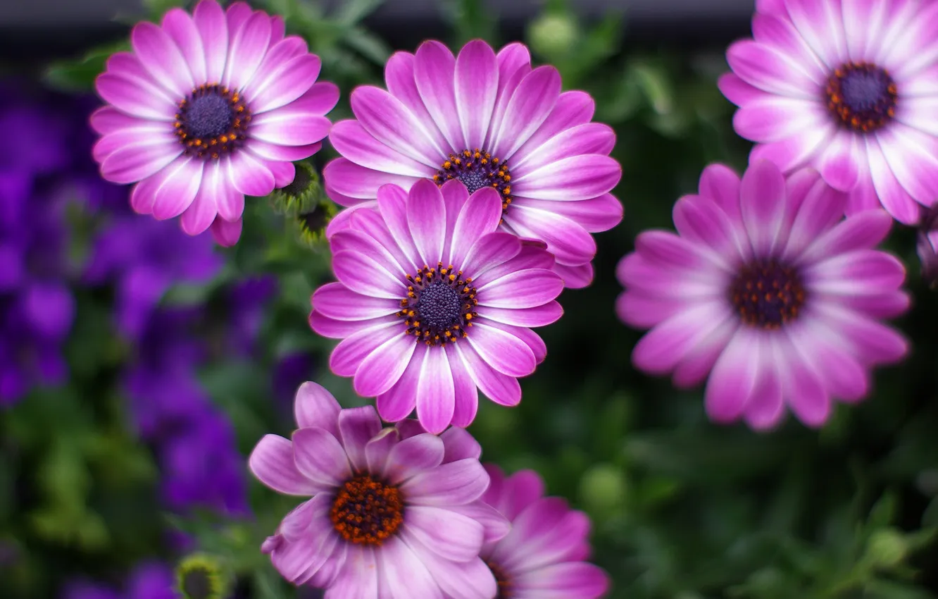 Photo wallpaper macro, nature, petals