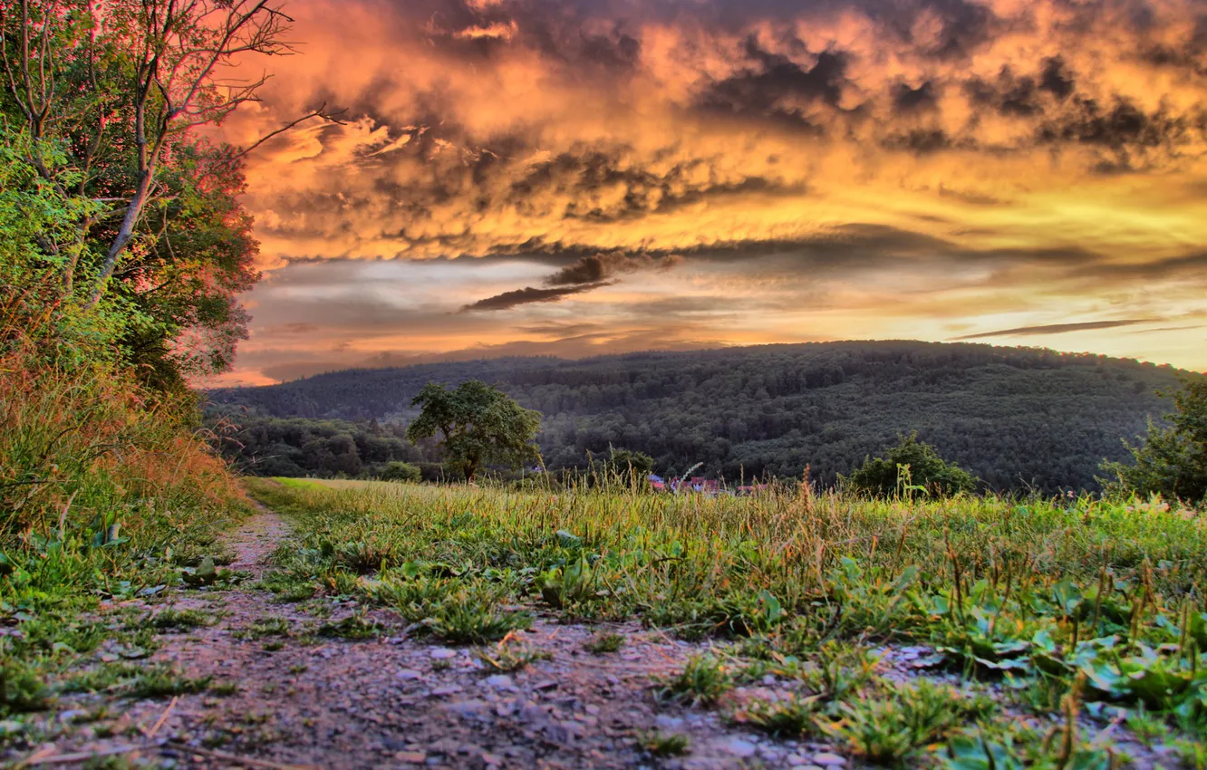 Photo wallpaper grass, nature, stay