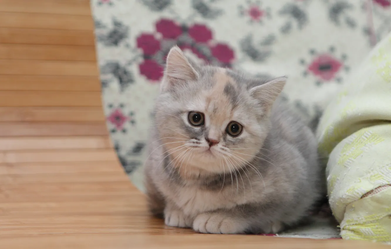 Photo wallpaper look, baby, kitty, British Shorthair
