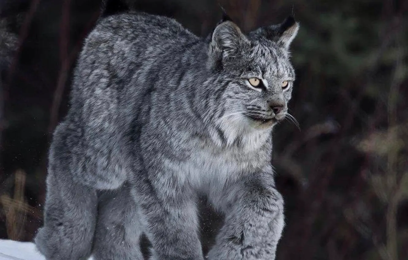 Photo wallpaper snow, animal, Canadian, wildlife, Lynx