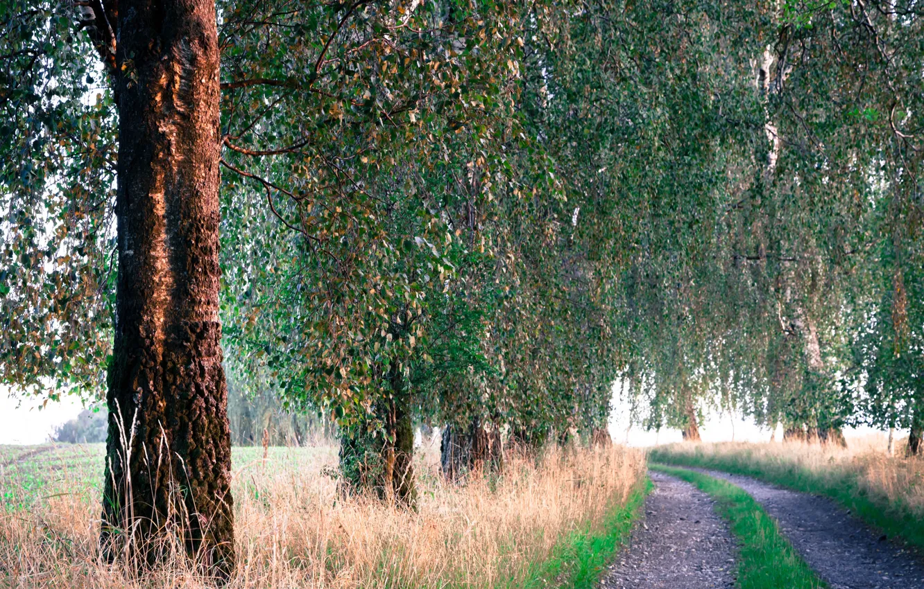 Photo wallpaper road, summer, grass, trees, morning