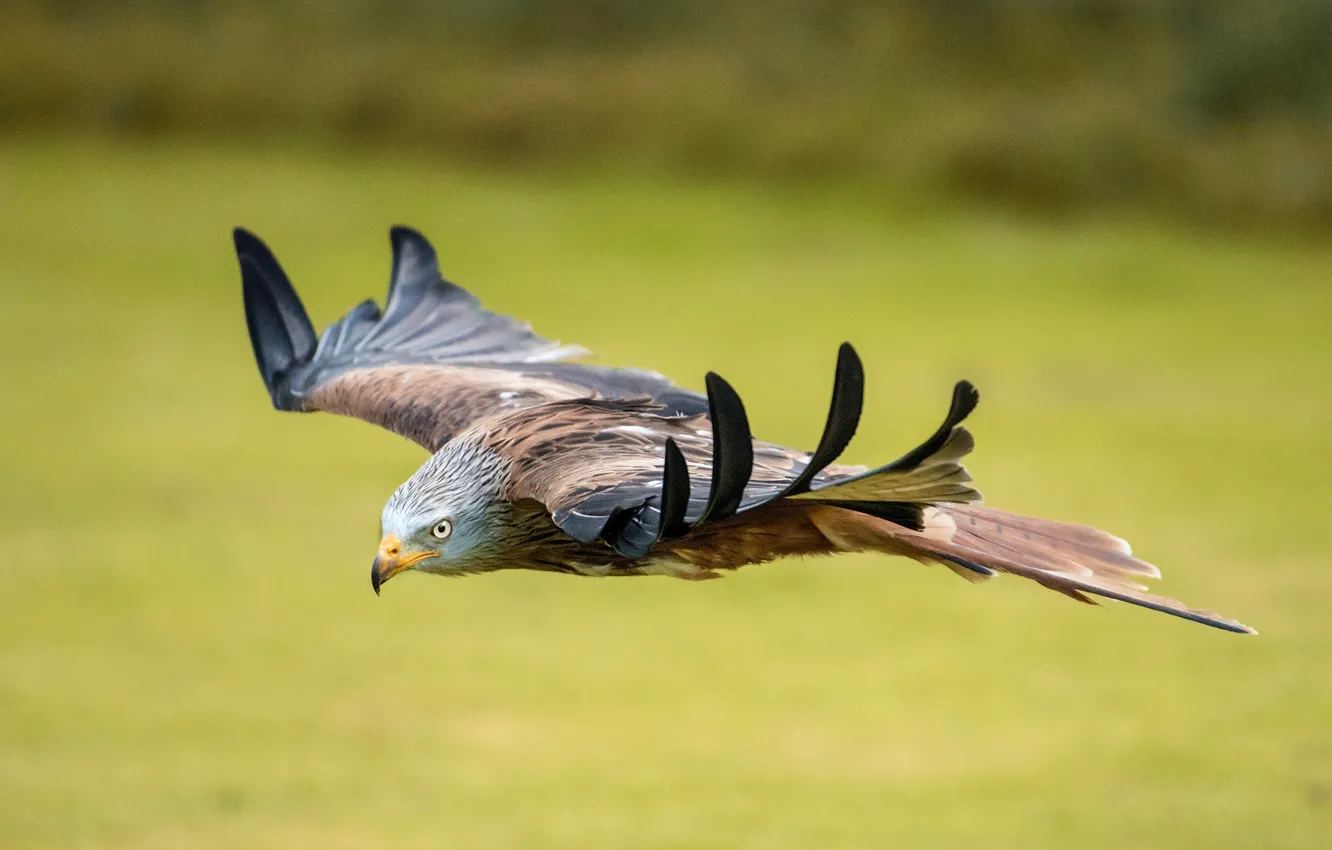 Photo wallpaper Eagle, flying, nature, birds