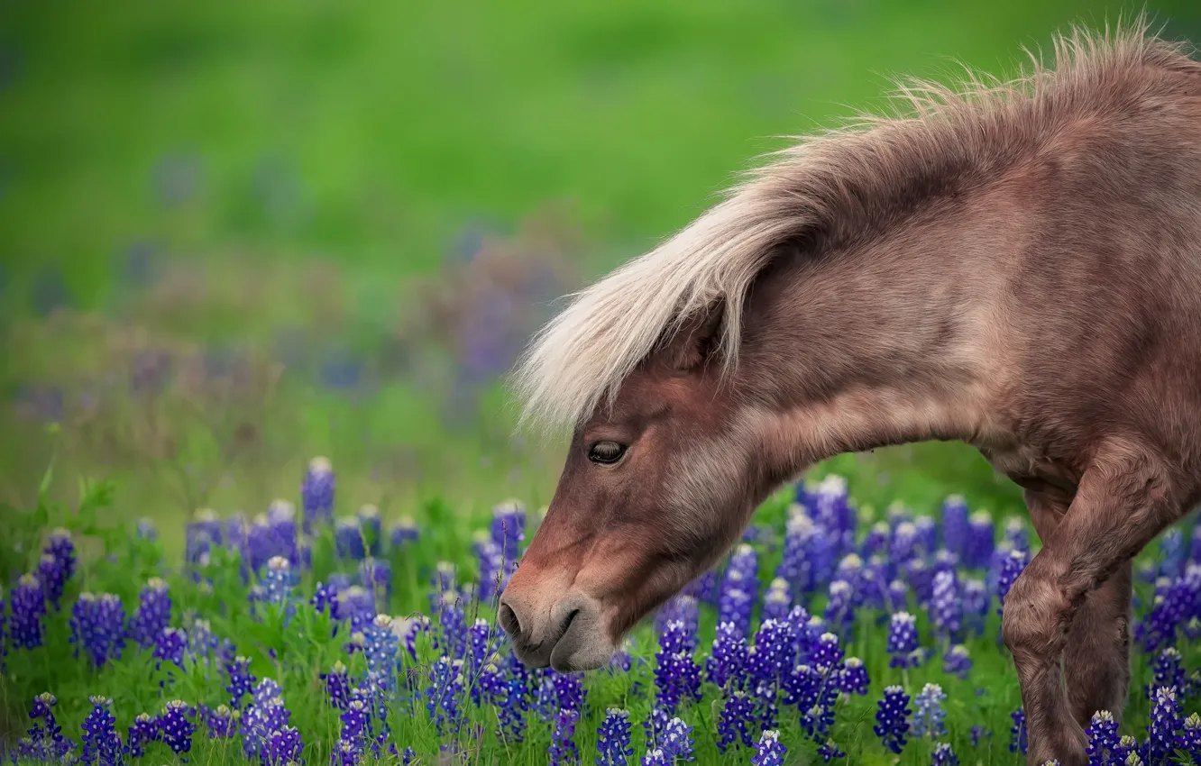 Photo wallpaper flowers, horse, glade, horse, pony, face, lupins