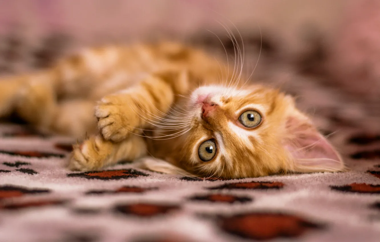 Photo wallpaper cat, red, kitty, nice, pushistik, kid