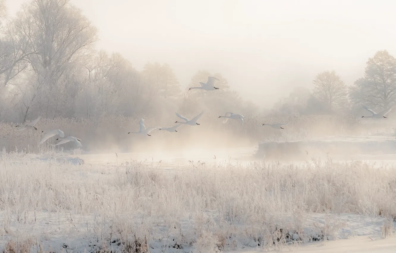 Photo wallpaper winter, frost, the sky, snow, trees, flight, fog, bird