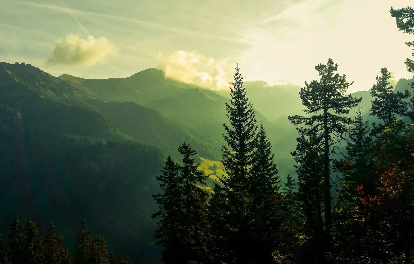 Photo wallpaper morning, light, mountains, fog, pine, ate, clouds, forest
