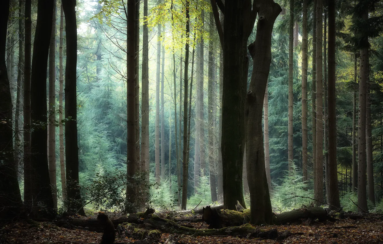 Photo wallpaper autumn, forest, nature