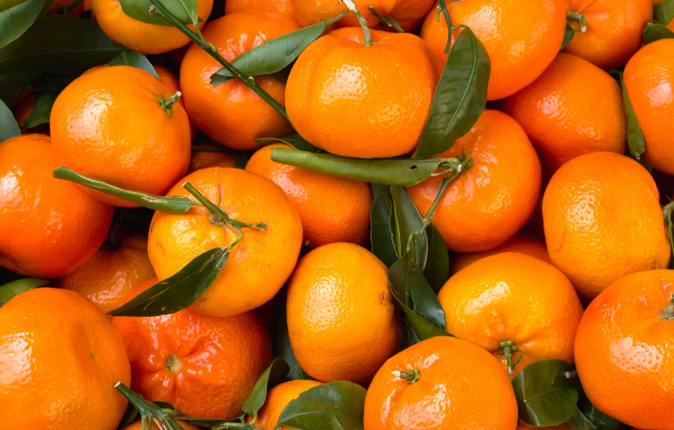 Photo wallpaper leaves, citrus, tangerines