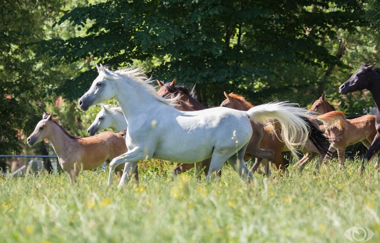 Photo wallpaper summer, grass, horses, horse, meadow, the herd, (с) Oliver Seitz
