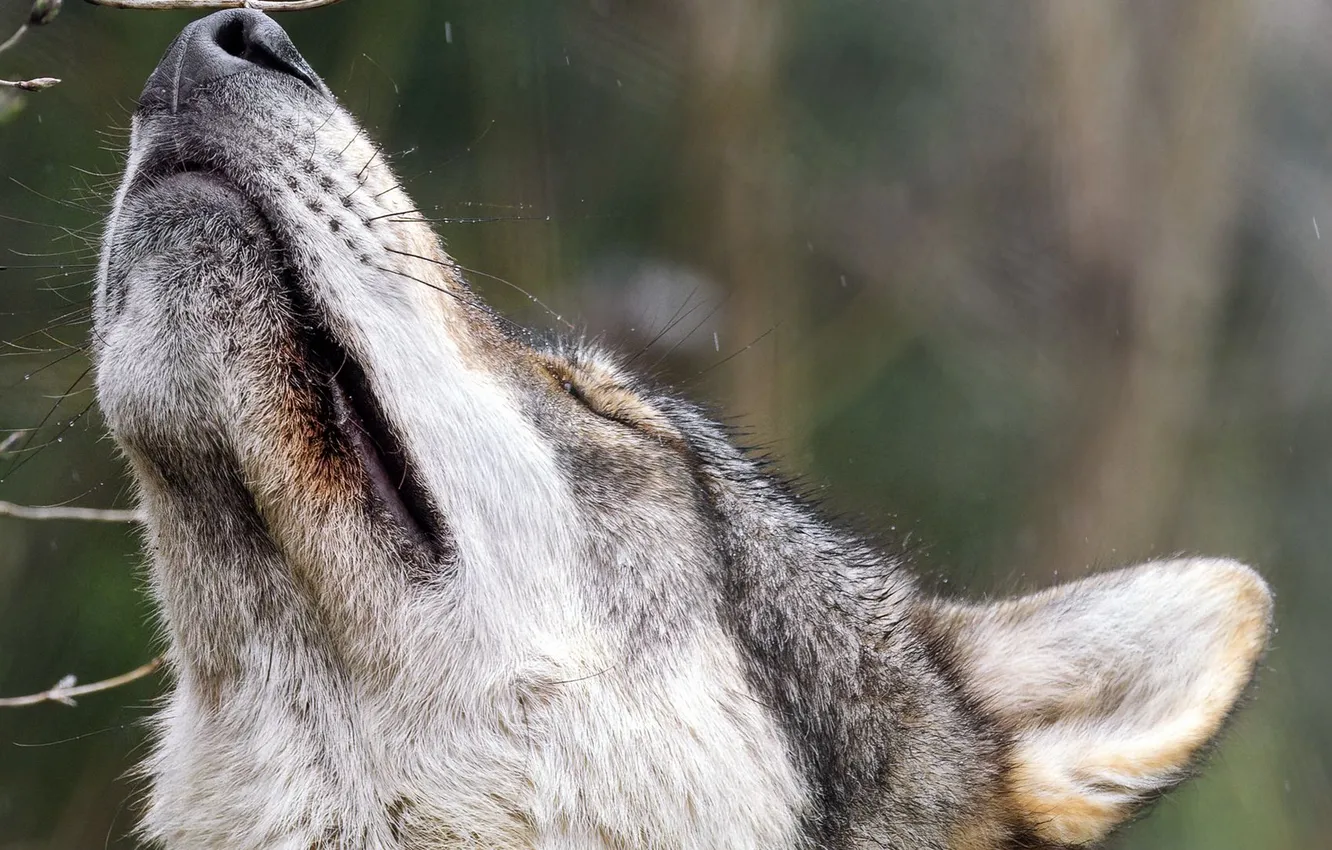 Photo wallpaper nature, Gray Wolf, face, animal, wolf, canis lupus, wildlife, head