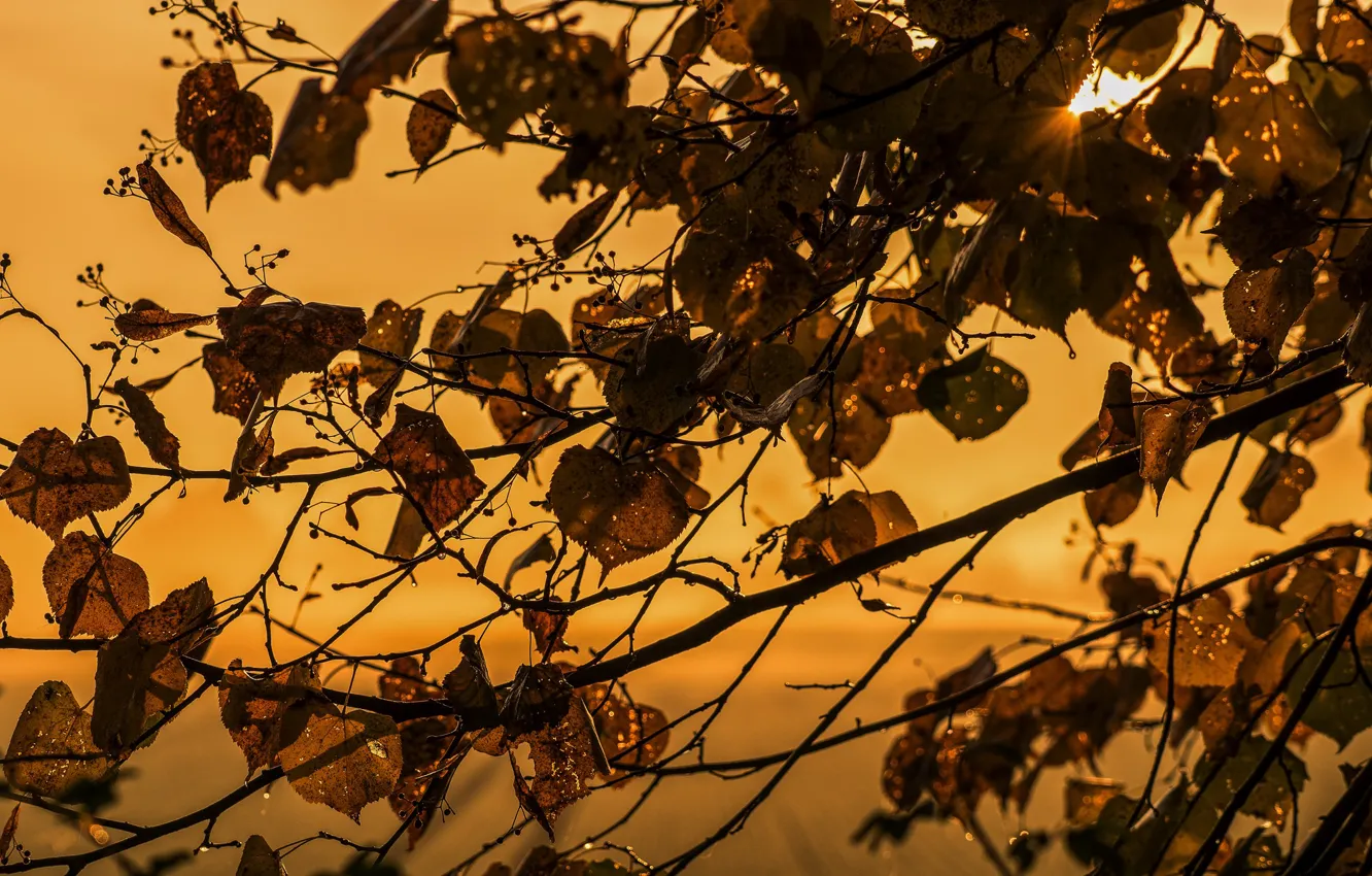 Photo wallpaper leaves, night, tree