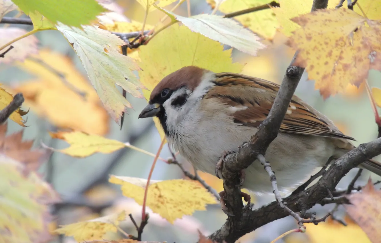 Photo wallpaper autumn, bird, Sparrow