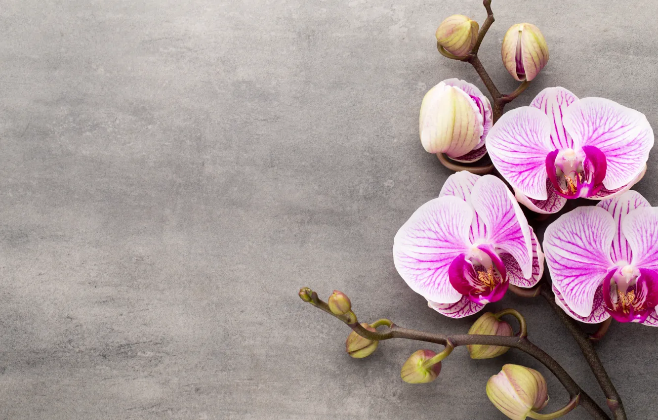 Photo wallpaper Orchid, pink, flowers, orchid