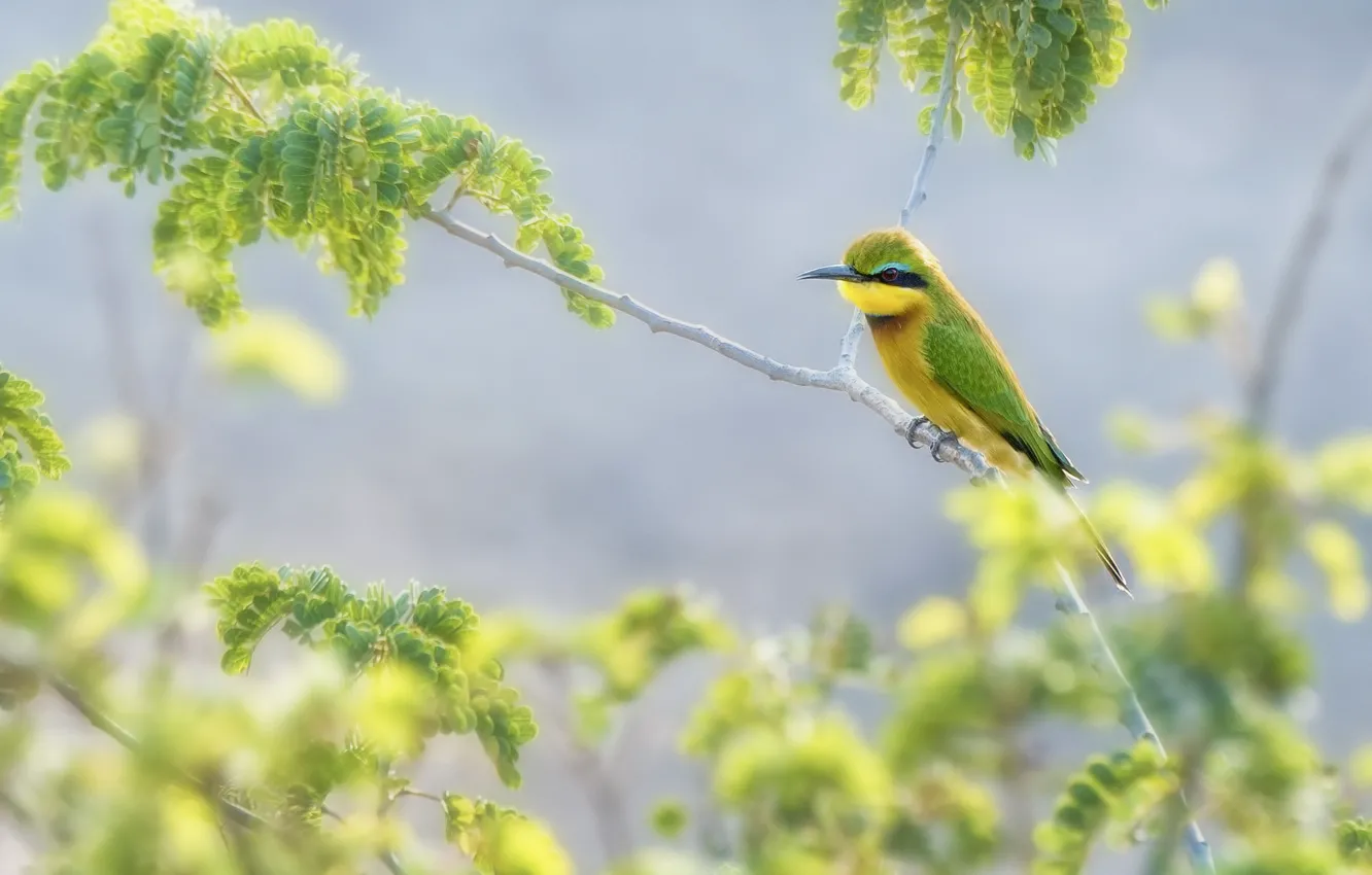 Photo wallpaper leaves, branches, bird, Golden bee-eater, peeled