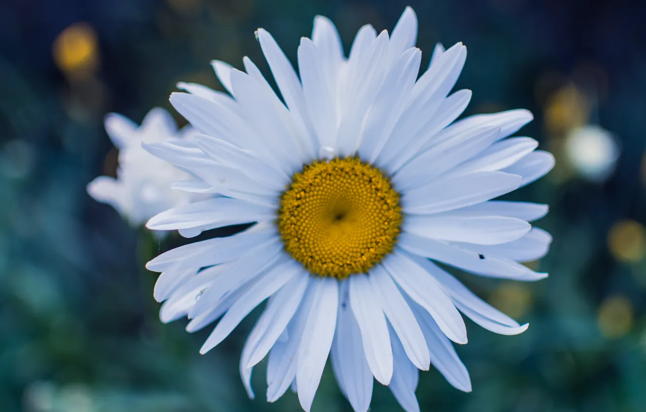 Photo wallpaper flowers, chamomile, flower, bokeh, Boke, plant, outdoor, chamomile