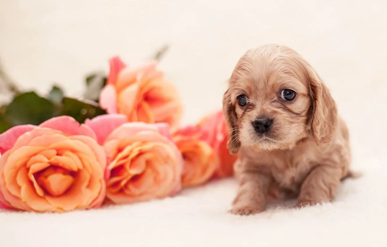 Photo wallpaper puppy, dog, flowers, baby, roses