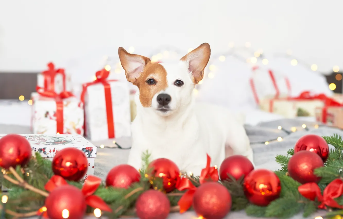 Photo wallpaper look, gift, balls, toy, new year, dog, Yarovoy Aleksandr