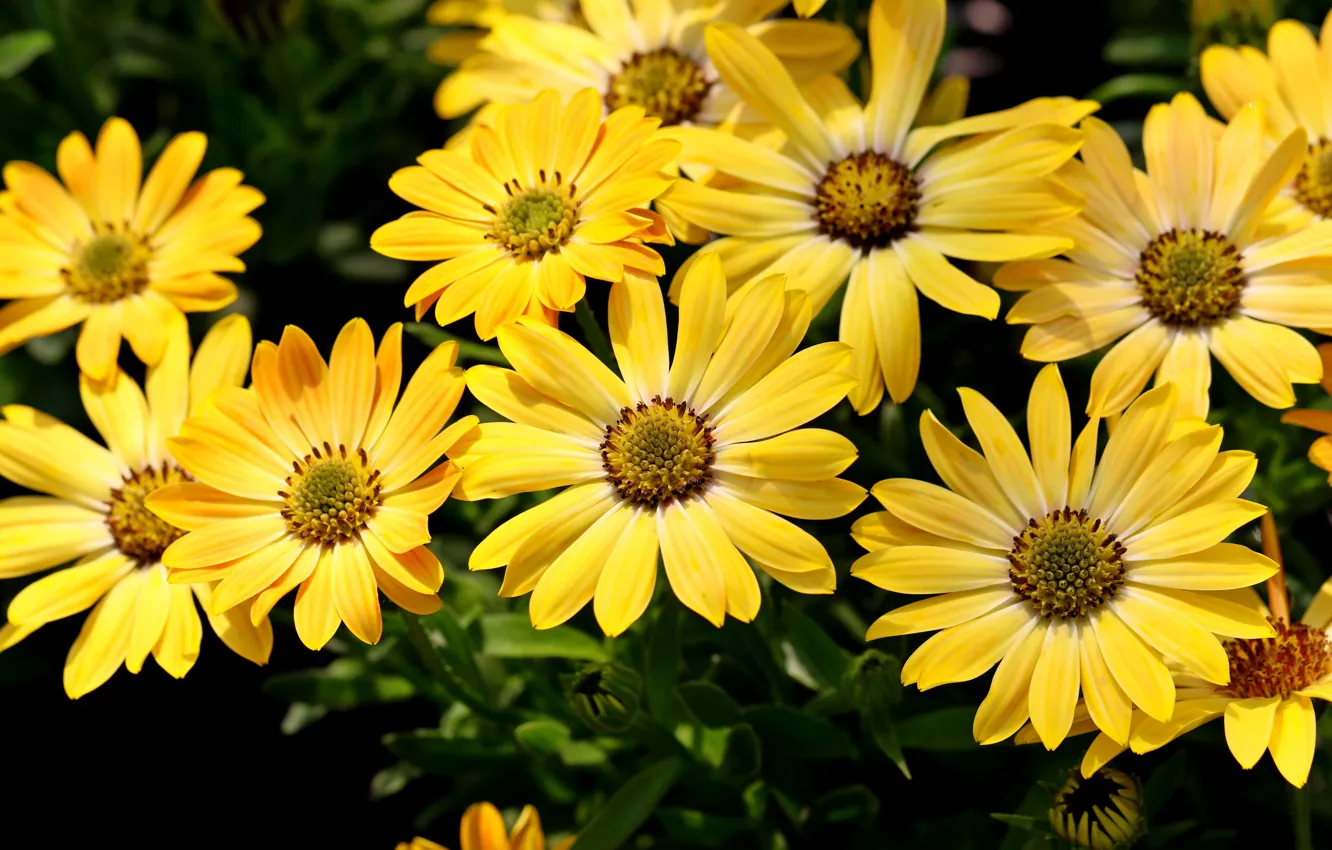 Photo wallpaper flowers, yellow, garden, flowerbed, Osteospermum