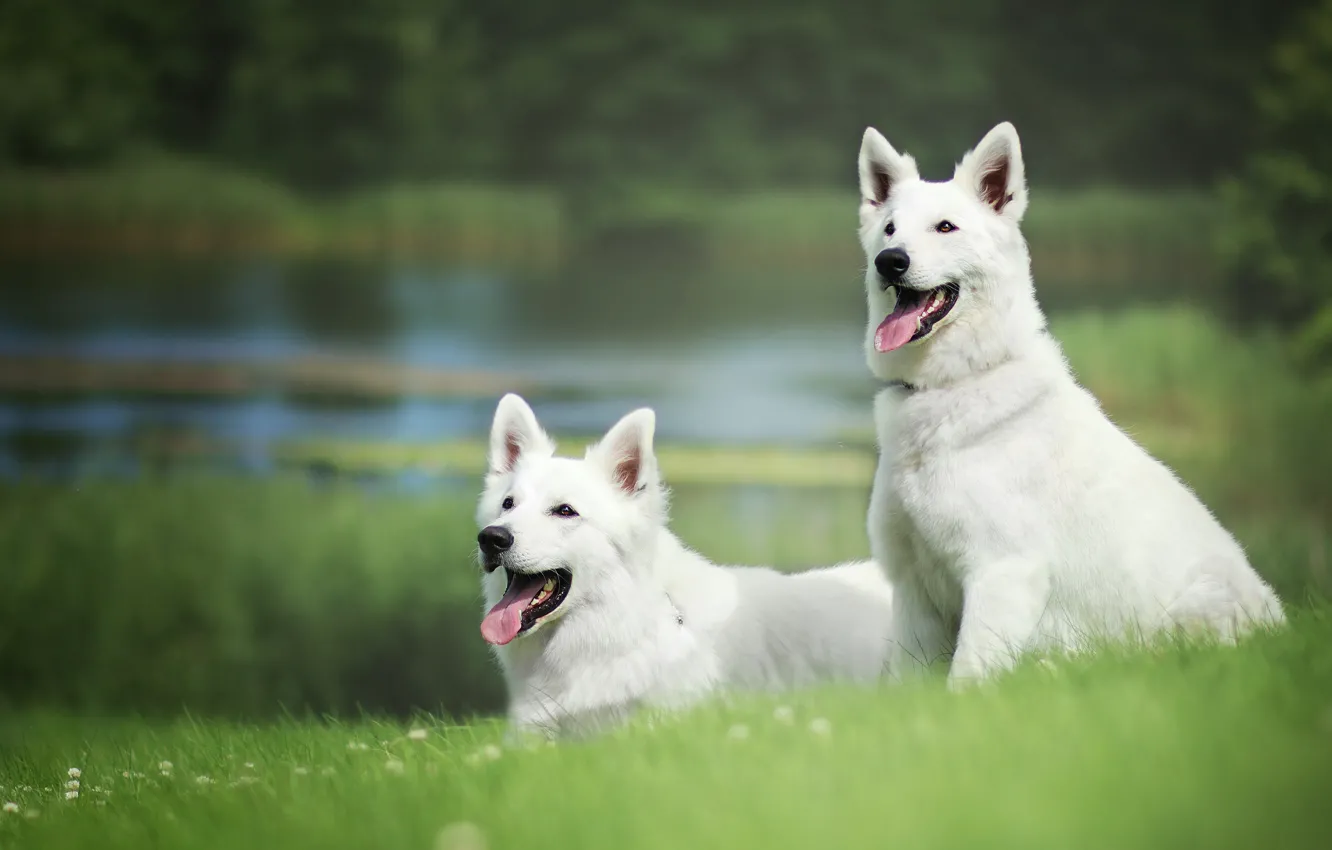 Photo wallpaper greens, white, summer, grass, each, shore, dog, pair