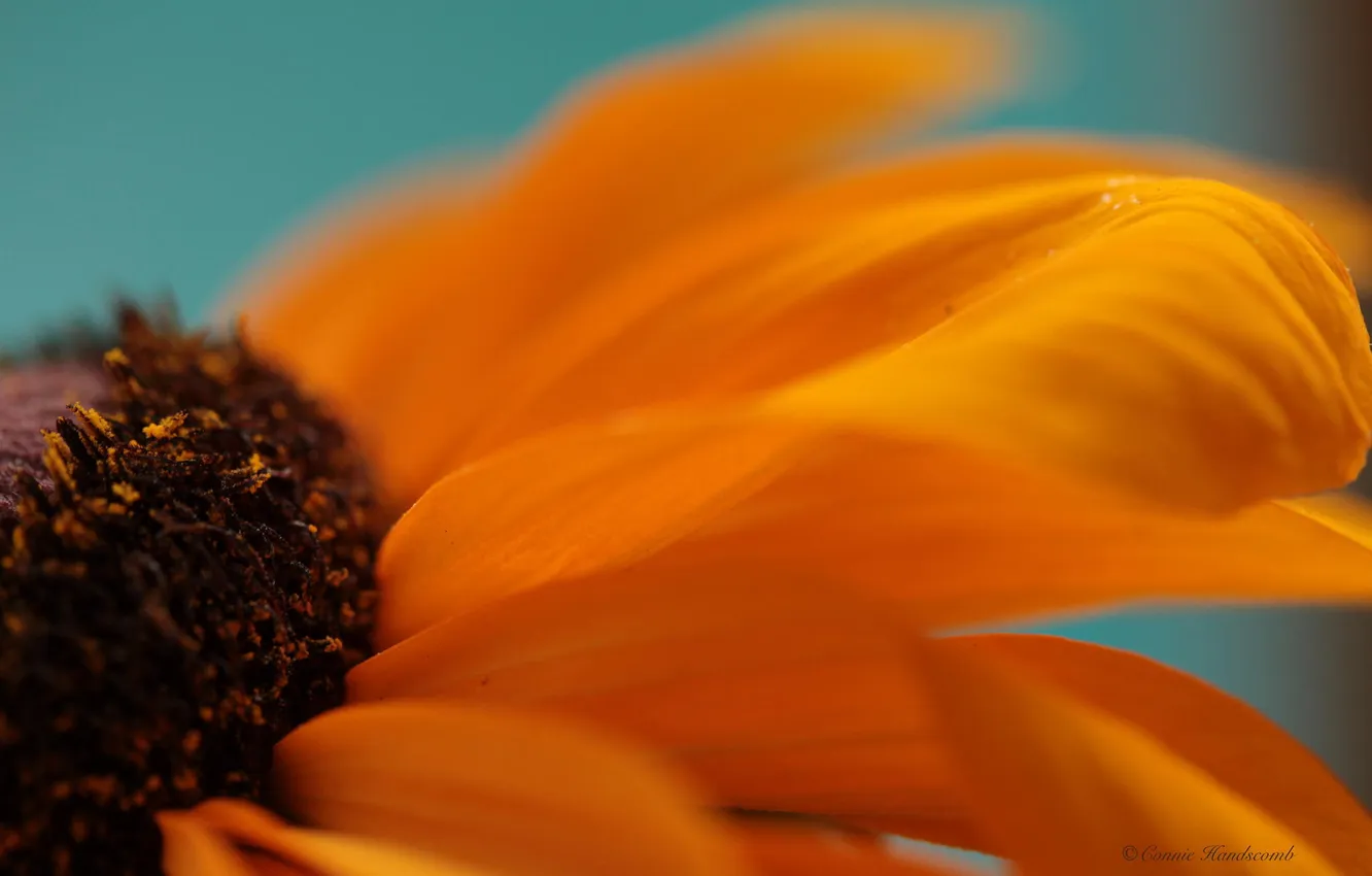 Photo wallpaper macro, flowers, petals, oranzhevy