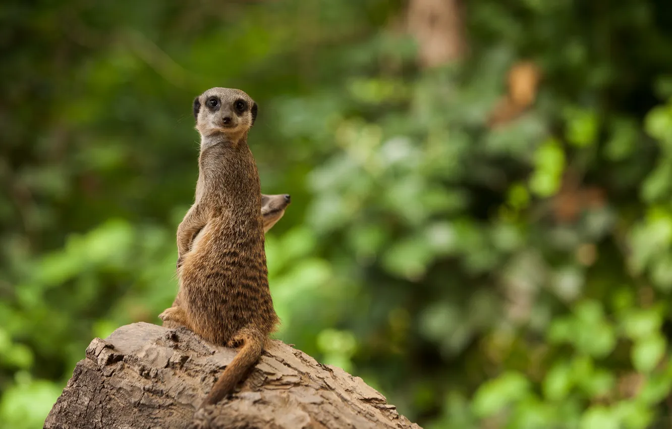 Photo wallpaper trees, stones, vegetation, meerkats