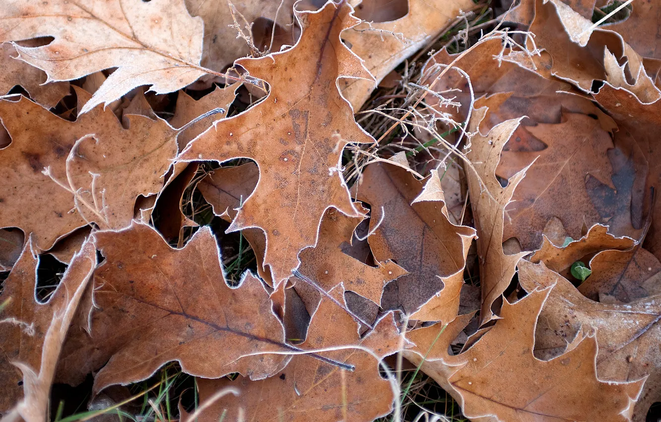 Photo wallpaper foliage, dry, oak
