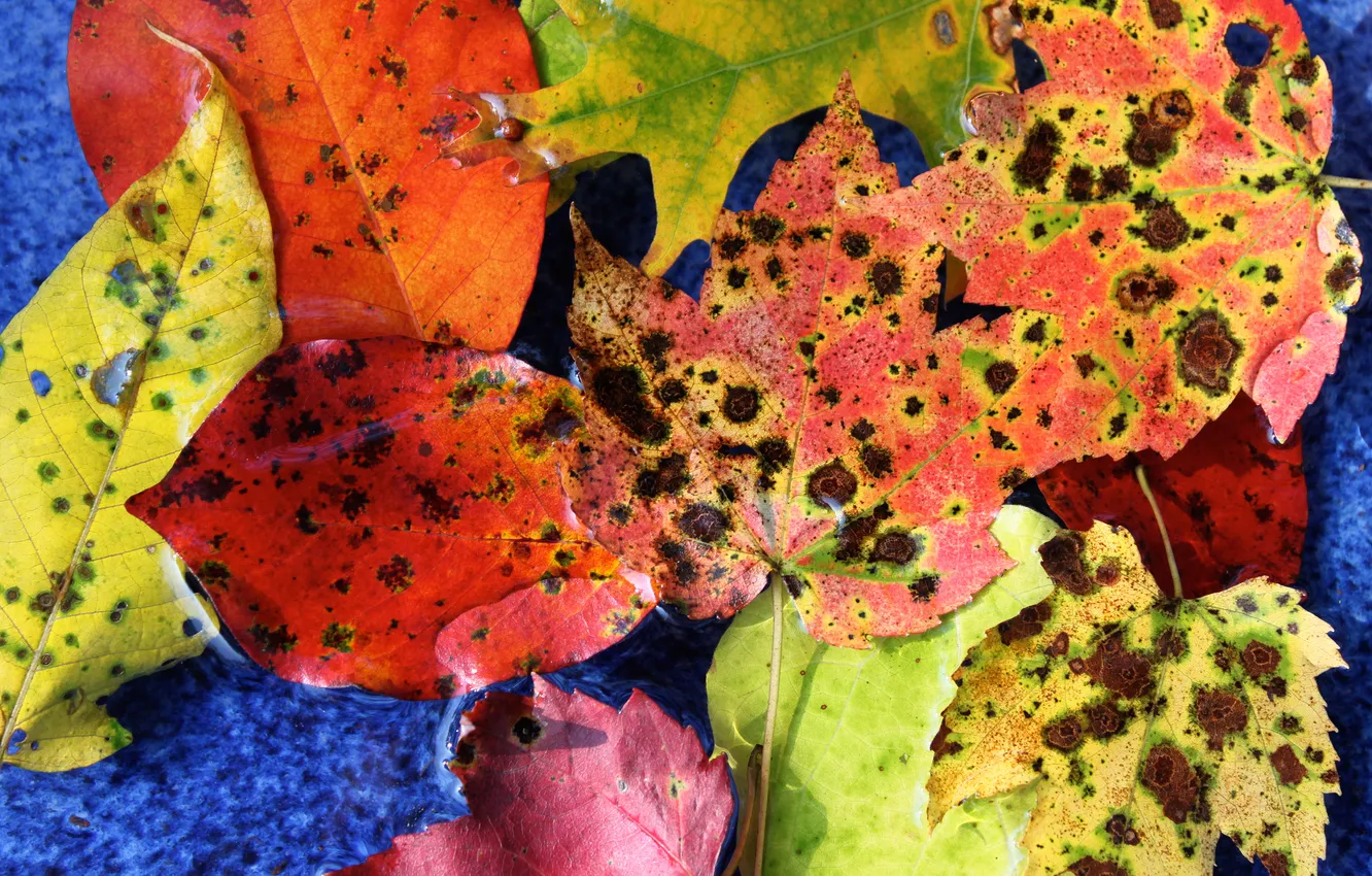 Photo wallpaper autumn, leaves, color