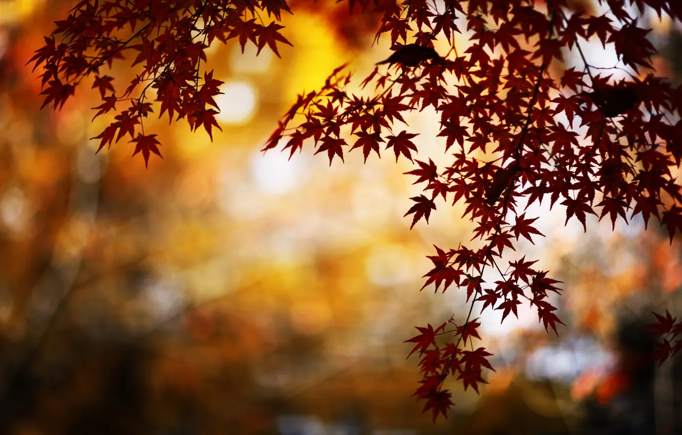 Photo wallpaper autumn, nature, glare, foliage, branch