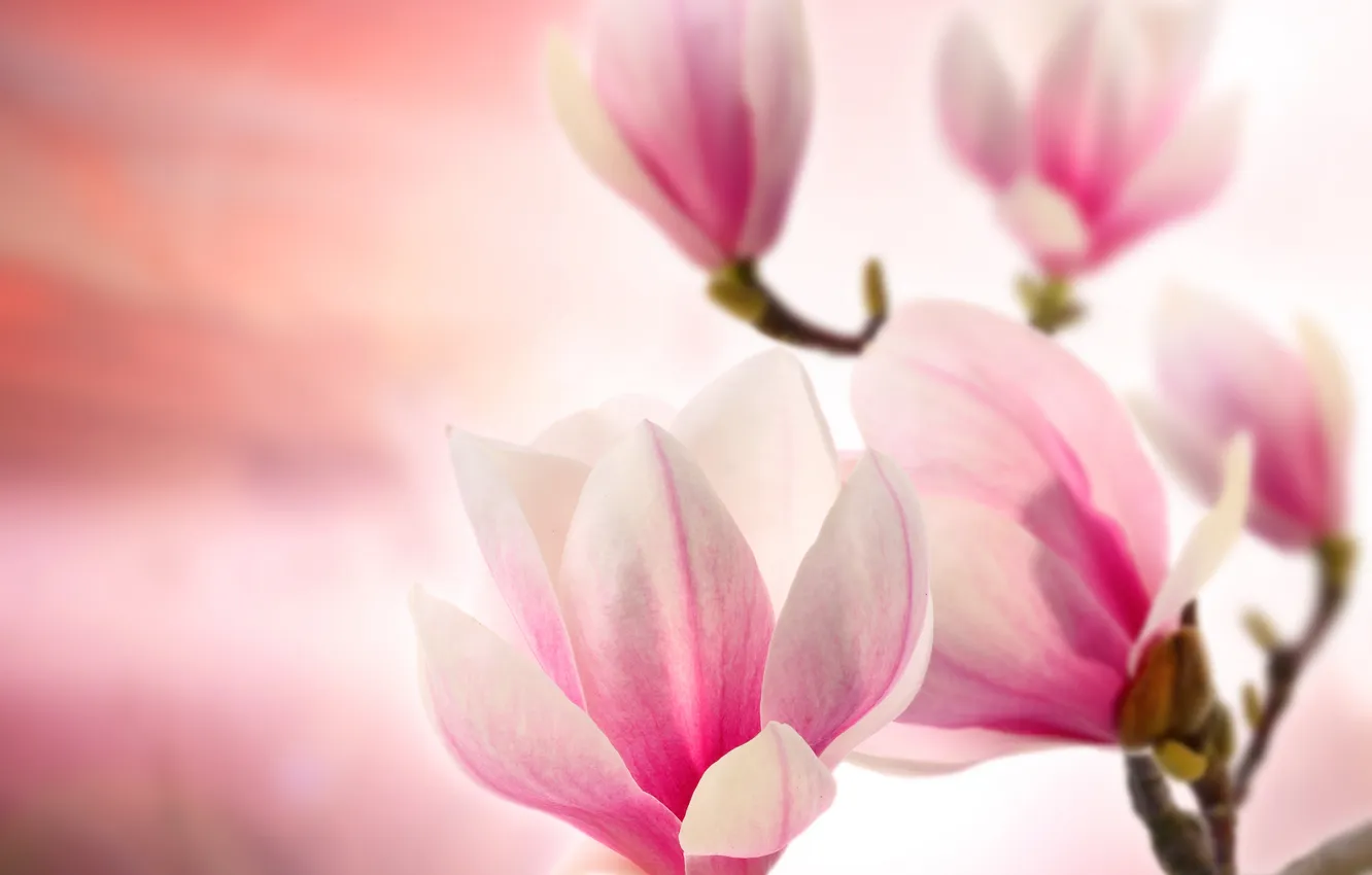 Photo wallpaper flowers, branches, flowers, Magnolia, branches, Magnolia